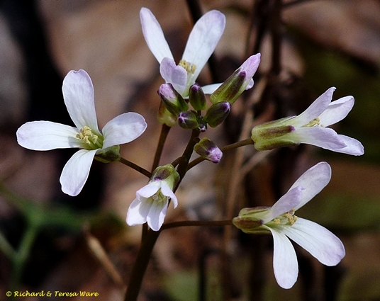 {Cardamine angustata}